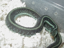 Similis CB 2008