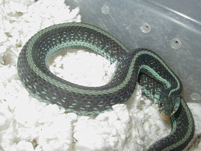 Similis CB 2008
