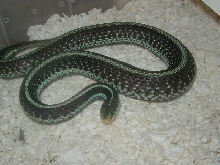 Similis gravid 2008