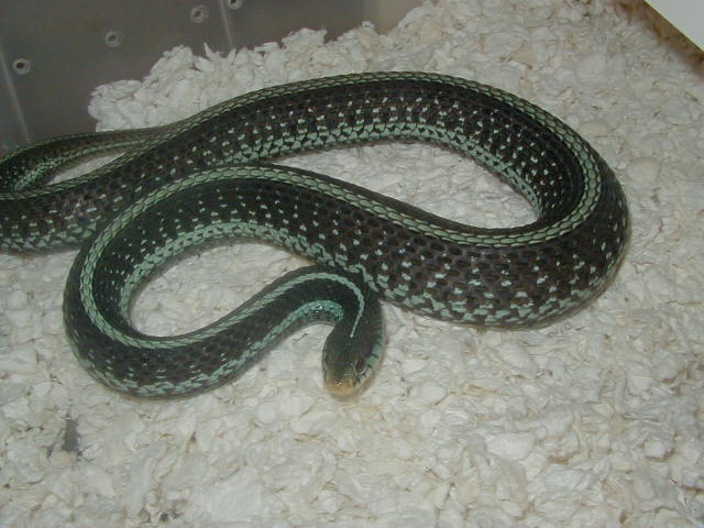 Similis gravid 2008