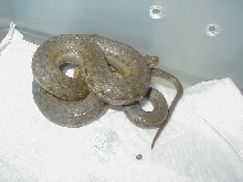 Thamnophis melanogaster