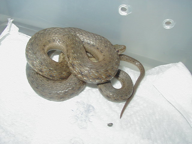 Thamnophis melanogaster