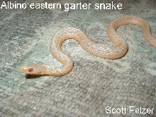Albino eastern garter