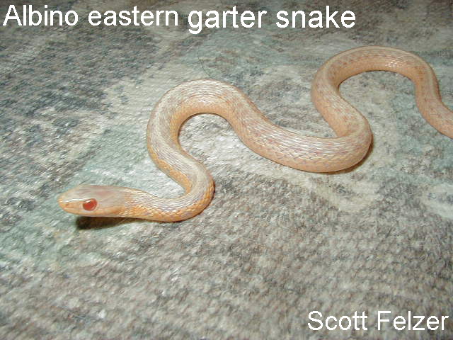 Albino eastern garter