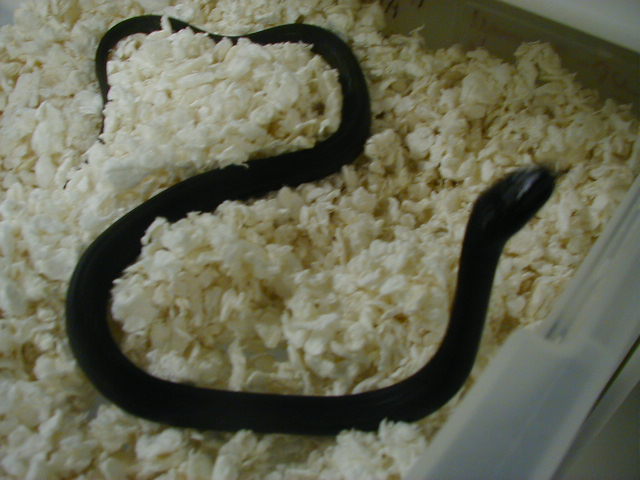 Wandering Melanistic adult female LTC 06 07 2010