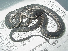 Wandering hypermelanistic adult male LTC from D Belnap 01 25 2009