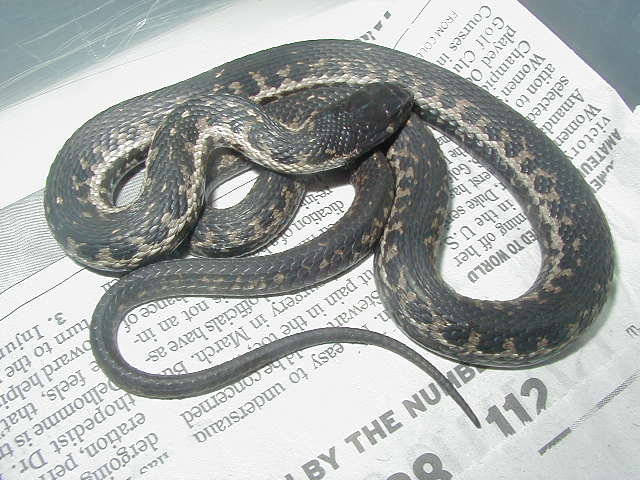Wandering hypermelanistic adult male LTC from D Belnap 01 25 2009