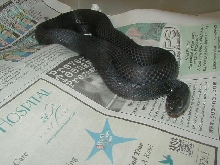 Wandering melanistic female 4 14 2009