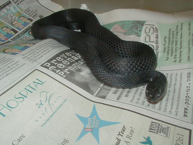 Wandering melanistic female 4 14 2009