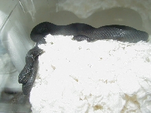 Wandering melanistic male