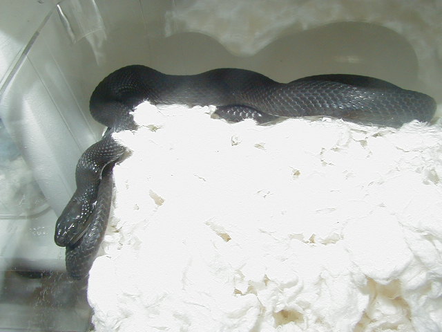Wandering melanistic male