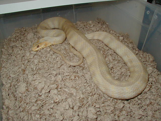 Albino Florida Banded Water snake-adult female
