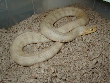 Albino Florida Banded Water snake-adult female