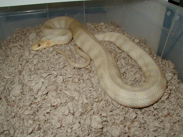 Albino Florida Banded Water snake-adult female