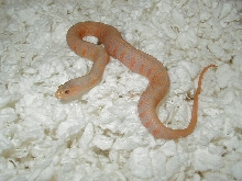Albino Florida Banded Water snake-Reddish/orange phase