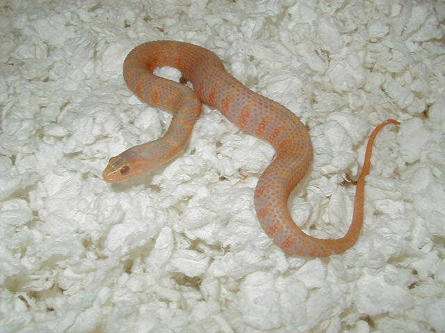 Albino Florida Banded Water snake-Reddish/orange phase