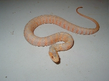 Albino Florida Banded Water snake-Reddish/orange phase