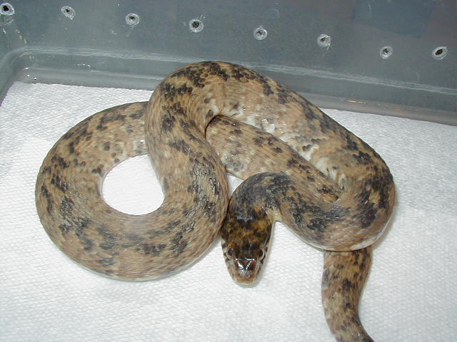 Hypomelanistic Banded water snake