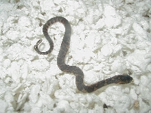 CB 07 Het  hypomelanistic  Florida  water snake