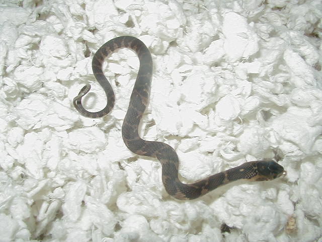 CB 07 Het  hypomelanistic  Florida  water snake