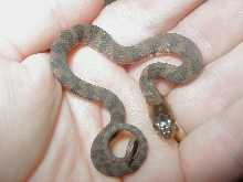 CB 07 Het  hypomelanistic  Florida  water snake
