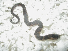 CB 07 Het  hypomelanistic  Florida  water snake