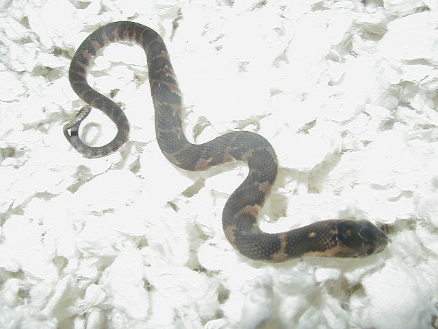 CB 07 Het  hypomelanistic  Florida  water snake