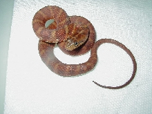 High red Banded water snake