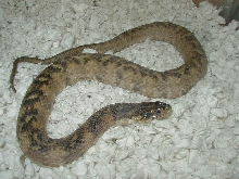 Hypomelanistic  adult female Florida  water snake