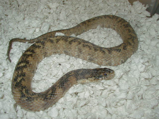 Hypomelanistic  adult female Florida  water snake