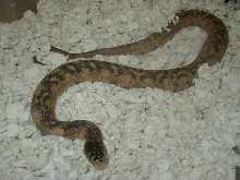 Hypomelanistic  adult female Florida  water snake