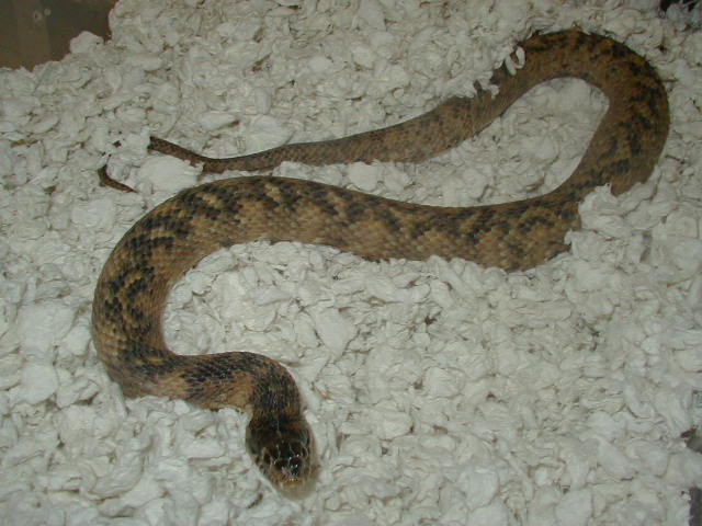 Hypomelanistic  adult female Florida  water snake