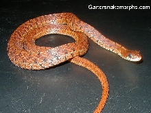 Erythristic eastern