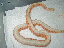Albino Coast garter WC found in June 2010