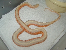 Albino Coast garter 2 WC found in June 2010 2010