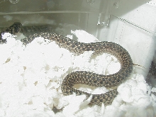 Florida erythristic eastern-Dickinson bloodline