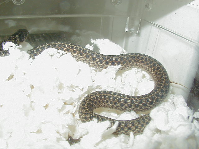 Florida erythristic eastern-Dickinson bloodline