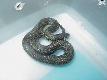 Thamnophis eques cuitzeoensis