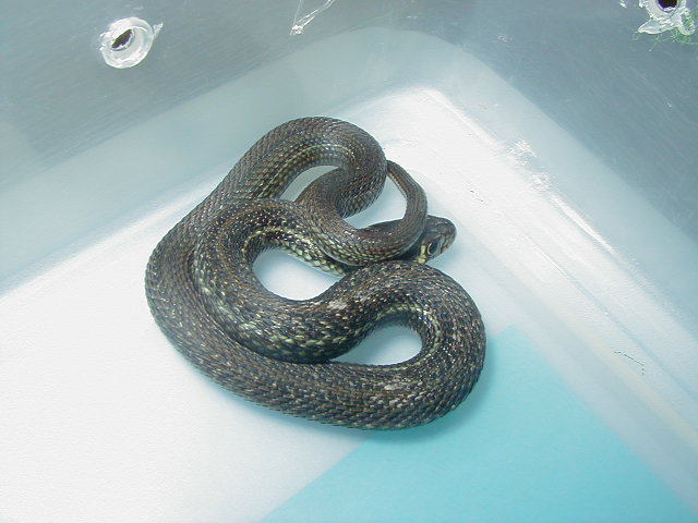 Thamnophis eques cuitzeoensis
