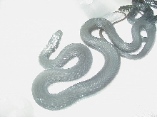 Thamnophis eques cuitzeoensis