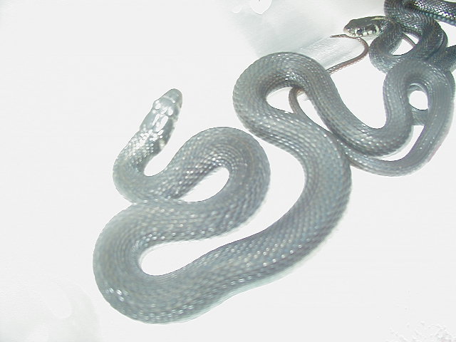 Thamnophis eques cuitzeoensis