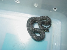 Thamnophis eques cuitzeoensis