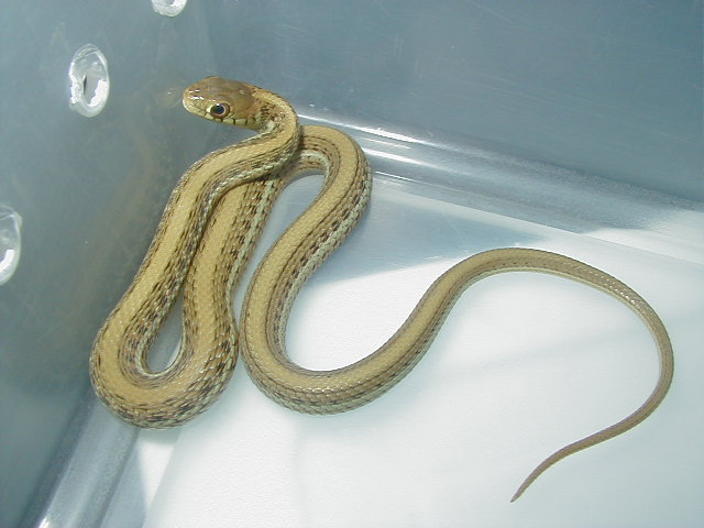 Thamnophis eques scotti