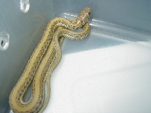 Thamnophis eques scotti