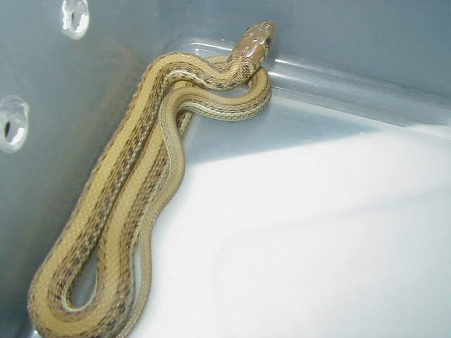 Thamnophis eques scotti