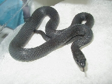 Wandering melanistic female