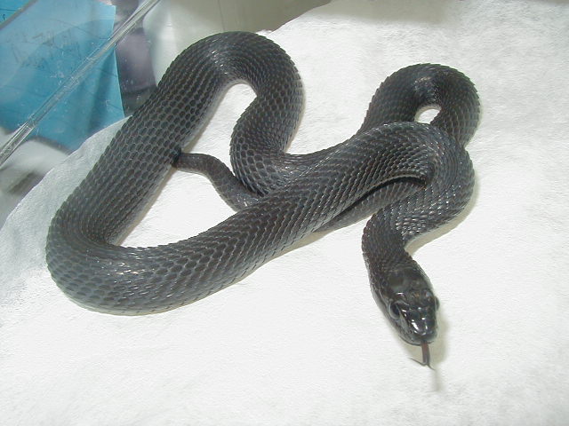 Wandering melanistic female