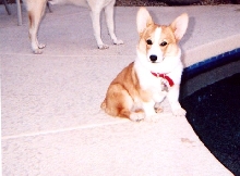 This is my handsome Orlando chillin by the pool.
