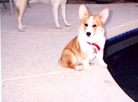 This is my handsome Orlando chillin by the pool.