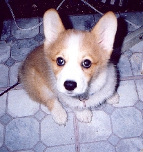 Can you tell I love my dog!?